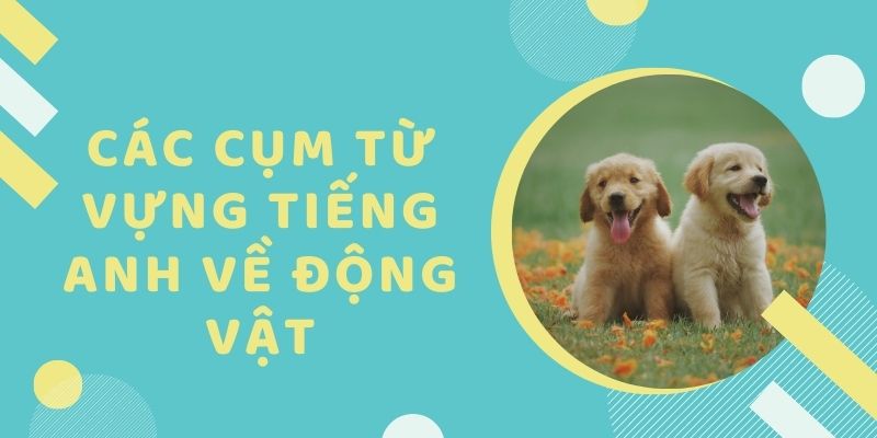 Các cụm từ vựng tiếng Anh về động vật