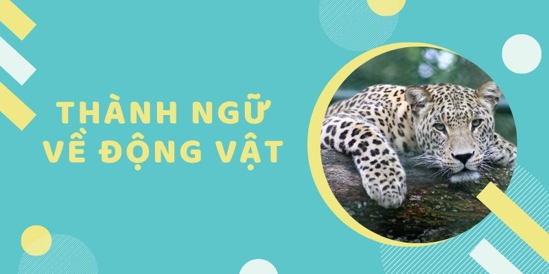 Thành ngữ về động vật