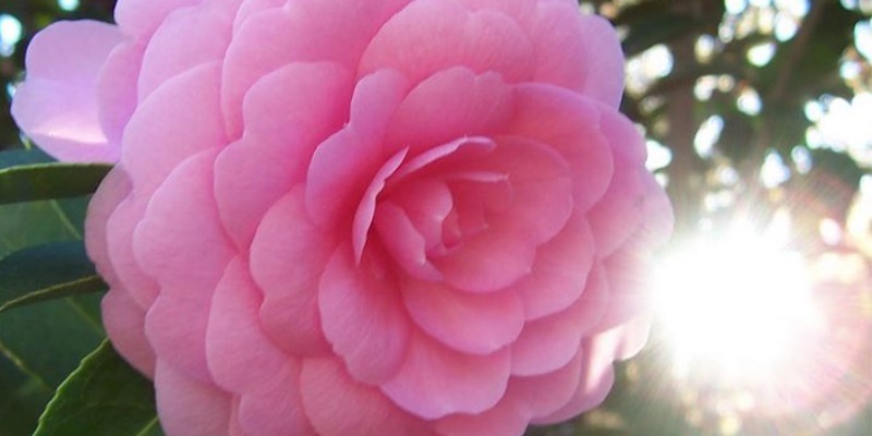 Ý nghĩa của hoa trà (Camellia)
