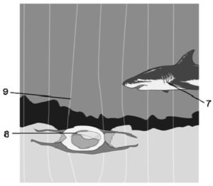 Reading Practice: Electroreception 1 Questions 7-9's diagram