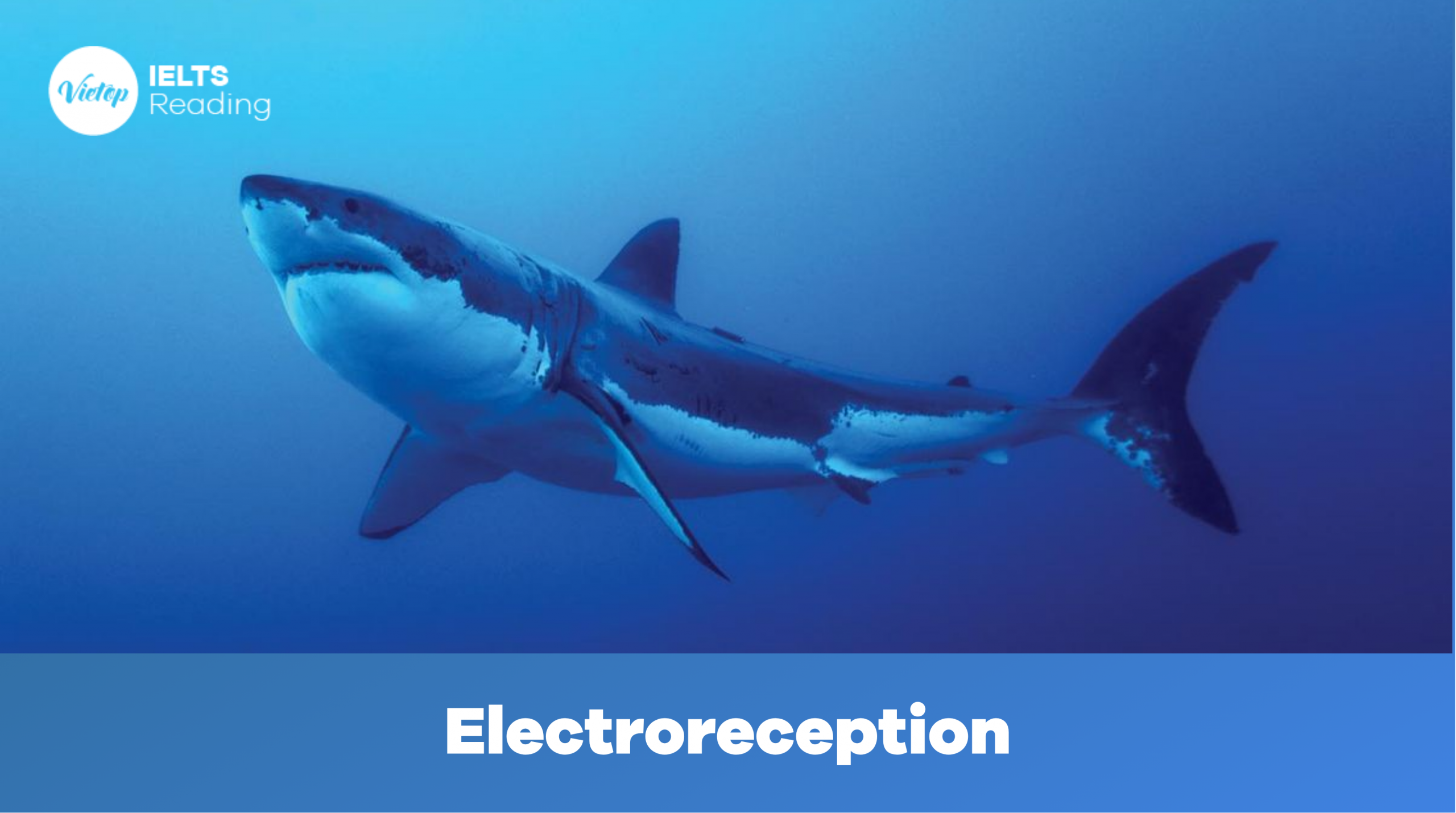 Trang chủ 20 Reading Practice: Electroreception